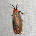 Painted Lichen Moth