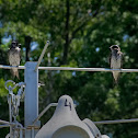 Purple Martin