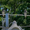 Purple Martin