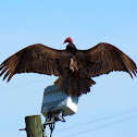 Turkey Vulture