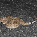Western Diamondback Rattlesnake