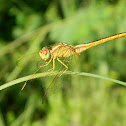 Ruddy Marsh Skimmer (Female)