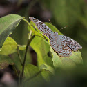 Mottled Green
