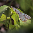 Mottled Green