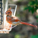 Northern Cardinal
