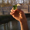 Four-leaf Clover