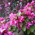 Trees in Bloom of Ontario