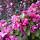 Trees in Bloom of Ontario