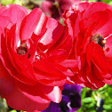 Red Poppy