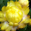 Yellow Starburst