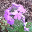 Dakota Vervain