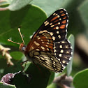 Checkerspot butterfly