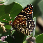 Chalcedon Checkerspot