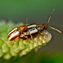 Palestriped flea beetles (mating)