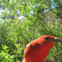 Summer Tanager