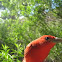 Summer Tanager