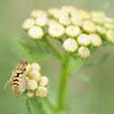 Hoverfly