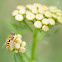 Hoverfly