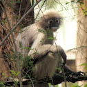 Dusky leaf monkey