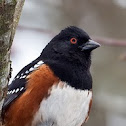 Spotted Towhee