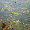 Edible Frog / Jestiva žaba