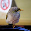 Yellow throated miner