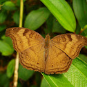 Chocolate Pansy