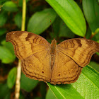 Chocolate Pansy
