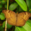 Chocolate Pansy