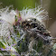 Hairy Flower Chafer Beetle