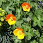California Poppy
