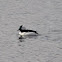 Bufflehead