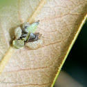 Dryinid Wasp (larvae) eating Privet Leafhopper Nymph