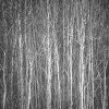 Winter Trees.jpg