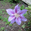 Clematis