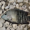 Texas Cichlid