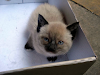 Preciosos Gatitos Cruza De Siames
