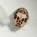 Confluent Psyllobora