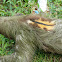 brown-throated three-toed sloth