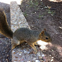 Eastern Fox Squirrel