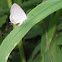 Summer Azure