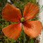 Amapola macho