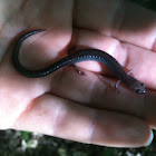 Red-backed salamander