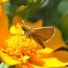 Skipper 