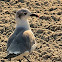Laughing Gull