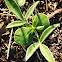 Bluebonnet
