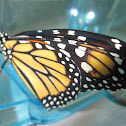 Monarch Butterfly