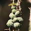Ciprés de los Pantanos / Bald Cypress
