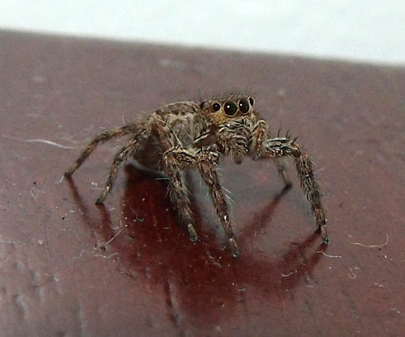 Spotting Image 1