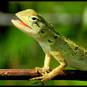 Oriental garden lizard